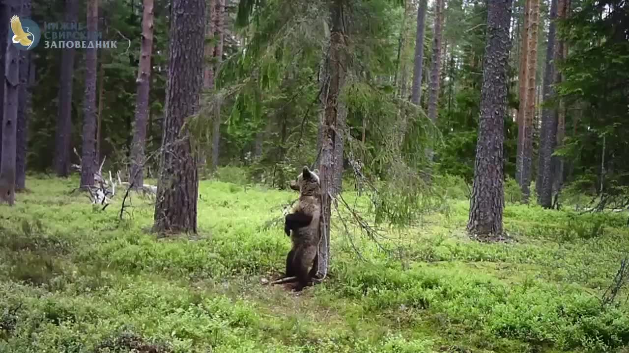 Медведи танцуют в Нижне Свирском заповеднике