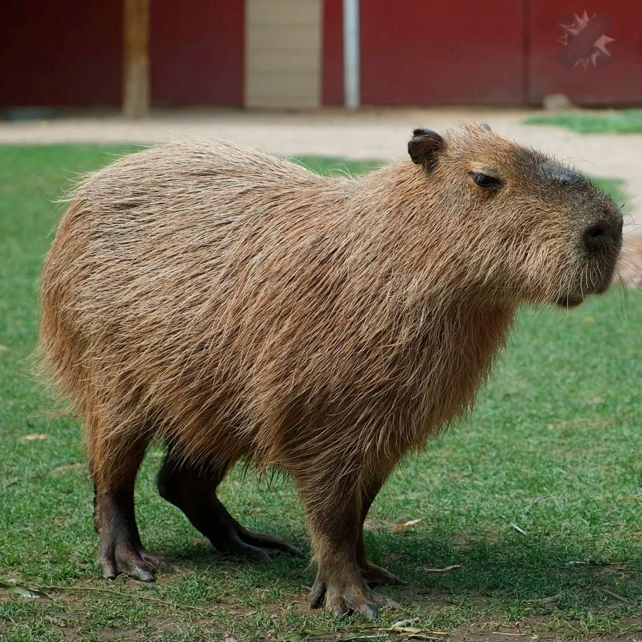 В российских зоопарках наблюдается дефицит капибар Из за моды на этих гигантских грызунов спрос на них резко вырос почти каждый зоопарк хочет завести умиротворённых водосвинок Однако разведение капибар в неволе сложная задача  Они спариваются только в воде  Каждой паре нужен отдельный бассейн с температурой 26 C В России мало зоопарков где созданы такие условия Любите этих зверьков   дааа равнодушно НМШ