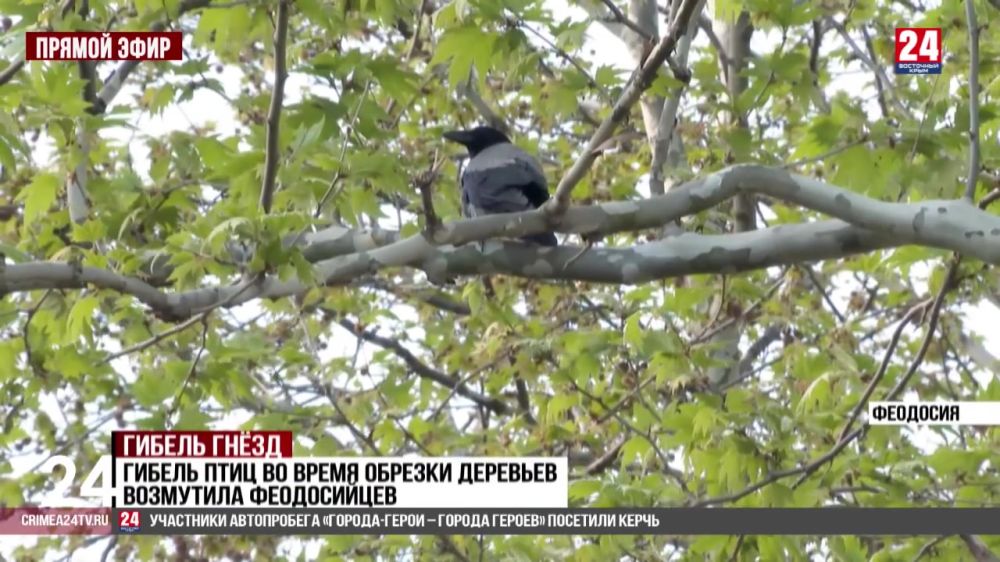 Гибель птиц во время обрезки деревьев возмутила феодосийцев Понедельник, 5 мая. «Крым 24».Обрезка деревьев в одном из феодосийских парков привела к гибели птенцов грачей. Рабочие получили порубочные талоны, но не учли обитателей аварийных растений. До конца майских праздников должны обработать ещё около ста зелёных. Учтут ли местную фауну? Выяснял корреспондент телеканала «Крым 24 Сергей Руденко».... Подробнее>>>