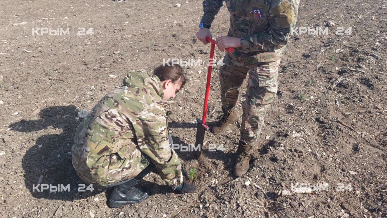 В Белогорском районе проходит экологическая акция в честь годовщины воссоединения Крыма с Россией  Там высаживают сосну крымскую. В 2019 году здесь выгорел практически весь лес. Площадь пожара составила около 200 гектаров. Сегодня участок засаживают двумя тысячами новых сеянцев.   Их выращивали в Белогорском питомнике с 2024 года. Сейчас на месте работают волонтёры и сотрудники лесного хозяйства. Всего около 300 человек. Для высадки используют специальные инструменты.  Крым 24