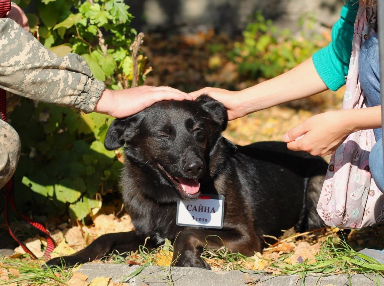 В Калужской области резко сократилось количество бродячих собак В этом году в Калужской области были отловлены 982 бродячие собаки на 529 меньше чем в прошлом 69 собак вернули прежним владельцам 38 были пристроены в семьи 630 собак после стерилизации и вакцинации вернули туда где поймали 46 животных остались в приютах на пожизненное содержание Как сообщили в пресс службе областного правительства по итогам заседания совета по вопросам обращения с безнадзорными животными снизилось и количество нападений собак на людей За девять месяцев зарегистрировано 64 случая В прошлом году собаки атаковали людей 91 раз а в 2023 м 123