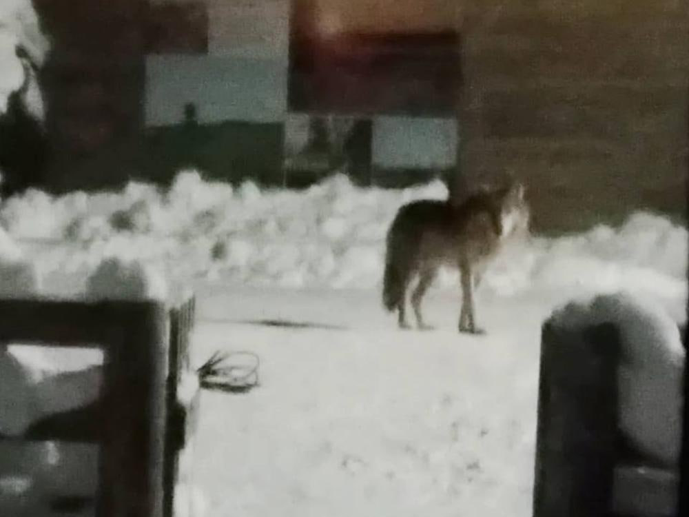 В Лешуконском районе волки запугали местных Жители деревни Кеслома сообщают что в округе промышляет стая волков которые чувствуют себя хозяевами на этой земле Люди сообщают что хищники совершенно не боятся людей не убегают от громких звуков или яркого света а наоборот подходят к жилищам и кого то поджидают После заката народ боится выходит из домов причем по их словам стая кружит вокруг деревни уже несколько недель Фото Жесть Поморья Архангельск Северодвинск регион