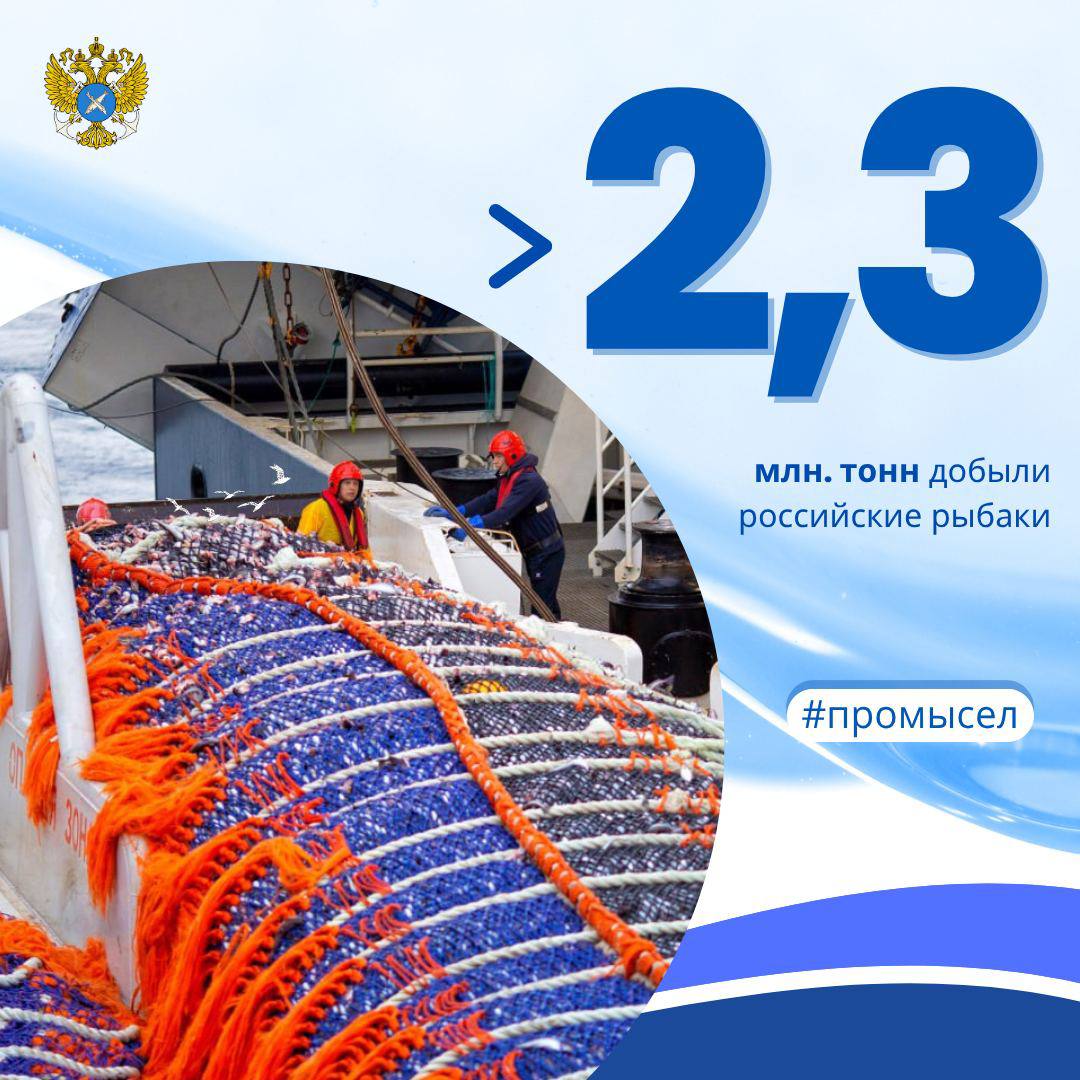 Российские рыбаки добыли свыше 2,3 млн тонн водных биоресурсов По данным отраслевой системы мониторинга Росрыболовства ЦСМС , вылов водных биоресурсов всеми российскими пользователями составил 2318,4 тыс. тонн. Дальневосточный бассейн: 1762 тыс. тонн Минтая – 1244 тыс. тонн; трески – 71,4 тыс. тонн + 4,7 тыс. тонн к уровню 2024 г. ; сельди тихоокеанской – 261,8 тыс. тонн Северный бассейн: 176,6 тыс. тонн Трески – 105,6 тыс. тонн; пикши – 29,9 тыс. тонн + 4,8 тыс. тонн к уровню 2024 г. Западный бассейн: 47,4 тыс. тонн Шпрота кильки – 28,8 тыс. тонн; сельди балтийской салаки – 15,1 тыс. тонн Азово-Черноморский бассейн: 22,8 тыс. тонн + 47,3% к уровню 2024 г. Хамсы – 12,6 тыс. тонн +3,3 тыс. тонн к уровню 2024 года , шпрота - 3,87 тыс. тонн +3,3 тыс. тонн к уровню 2024 года Волжско-Каспийский бассейн: 47,7 тыс. тонн + 2,9% к уровню 2024 г. Кильки – 21,8 тыс. тонн + 1,5 тыс. тонн к уровню 2024 г. ; частиковых видов рыб – 9,4 тыс. тонн В исключительных экономических зонах иностранных государств, конвенционных районах и открытой части Мирового океана российский флот добыл 250,8 тыс. тонн водных биоресурсов + 15,3% к уровню 2024 г. . #промысел