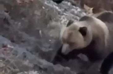 Народный фронт требует гуманности по отношению к медведю из Златоуста Напомним о хищнике который вероятно разрыл могилу и добрался до останков накануне 15 сентября сообщил эксперт Народного фронта в Челябинской области зоозащитник и ветеринар Карен Даллакян Говоря об опасных последствиях происходящего он подчеркивал что уничтожать косолапого не нужно однако в минэкологии региона оперативно озвучили решение убить медведя Данная реакция ведомства возмутила общественников ПОДРОБНЕЕ URALPRESS RU