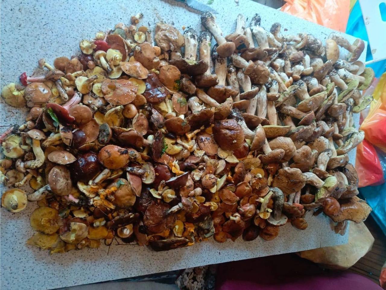 Грибной бум будет летом и осенью в Подмосковье из за снегопадов зимой Почва и лесная подстилка хорошо пропитаются влагой потому что тающий снег создает мощный запас воды в начале сезона Готовим корзинки