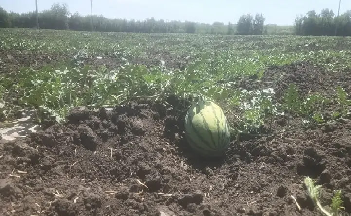 Из-за засухи в Ростовской области урожай арбузов cократился в два раза  Бахчеводы Ростовской области заявили о крайне низком урожае в этом году дынь и арбузов. Поэтому цена, даже в разгар сезона, скорее всего, сильно не снизится, сообщает «Дон-ТР».    Ранние сорта арбузов в Ростовской области в этом году созрели примерно на неделю раньше. Жара, по словам фермеров, благоприятно отразилась на вкусовых качествах, но не на количестве урожая. Но главное, это, конечно, засуха. Она оказалась губительной не только для зерновых.    Как рассказал глава крестьянско-фермерского хозяйства Осман Юсубов, в этом году урожайность арбузов упала в два раза по сравнению с прошлым.    «Сорта были такие же — вот это Топ Ган мне дал   в прошлом году  60 тонн с гектара. В этом году, если я 30 получу, буду радоваться», — сообщил он.   Подписаться на "Новости Ростова"    Прислать новость