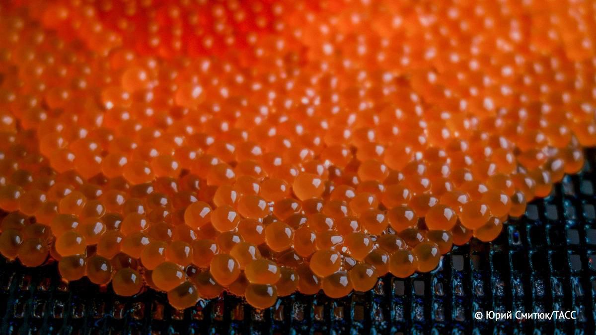 Средняя цена красной икры за год выросла на 33 и приблизилась к 3 тыс рублей говорится в исследовании Контур Маркет сообщили Известия Отмечается что спрос на икру увеличился на 3 тогда как продажи имитированной продукции выросли на 18 Источник ТАСС