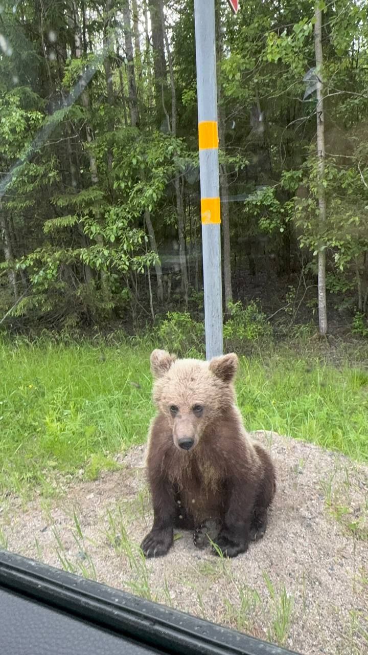На трассе недалеко от Беломорска замечен медвежонок-попрошайка  а в кустах сидит наш админ-попрошайка   По словам местных жителей, зверь совершенно не боится людей. Однако специалисты настоятельно напоминают: подкармливать диких животных опасно.  UPD: особо ответственные подписчики попросили нас упомянуть: медведи привыкают к месту, где им дают еду и поэтому и не уходят, а могут и дальше идти к месту обитания людей!!!  Напоминаем, если вы заметили дикое животное рядом с населенным пунктом, звоните в Единую службу спасения по номеру 112 или по нашему номеру +7  921  222-05-25.