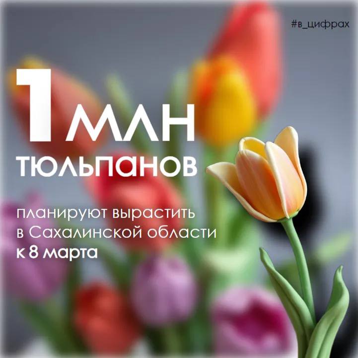 Какая прелесть цвет тюльпана какая нежность стиль в цветке Он Богом создан без изъяна тюльпан даёт салют весне Крупнейший островной производитель цветов в защищённом грунте совхоз Тепличный уже начал подготовку к празднованию Международного женского дня Предприятие высадило около миллиона луковиц тюльпанов среди которых представлены как классические так и экзотические сорта с разнообразной формой бутона и окраской Для их выращивания совхоз применяет гидропонный метод Специалисты тщательно контролируют каждый этап от отбора посадочного материала и проверки каждой луковицы на болезни до создания оптимальных условий роста Благодаря этому гидропонный метод демонстрирует высокую эффективность и обеспечивает стабильный урожай Поэтому уже через месяц в теплицах запестрит прекрасное разнообразие весенних цветов Глава и правительство региона активно содействуют развитию цветоводства Для аграриев выращивающих цветы и рассаду в защищённом грунте действует комплекс мер поддержки что приносит ощутимые результаты Сахалинская область является лидером на Дальнем Востоке по выращиванию цветов Ежегодно местные производители поставляют на рынок свыше 3 5 млн роз и тюльпанов обеспечивая более 50 внутреннего спроса Помимо цветов на срез в регионе также развито производство рассады декоративных культур многолетних растений для озеленения улиц парков и скверов в цифрах цветоводство сельское хозяйство teplichnyi Мы в MAX ВКонтакте Одноклассники Telegram