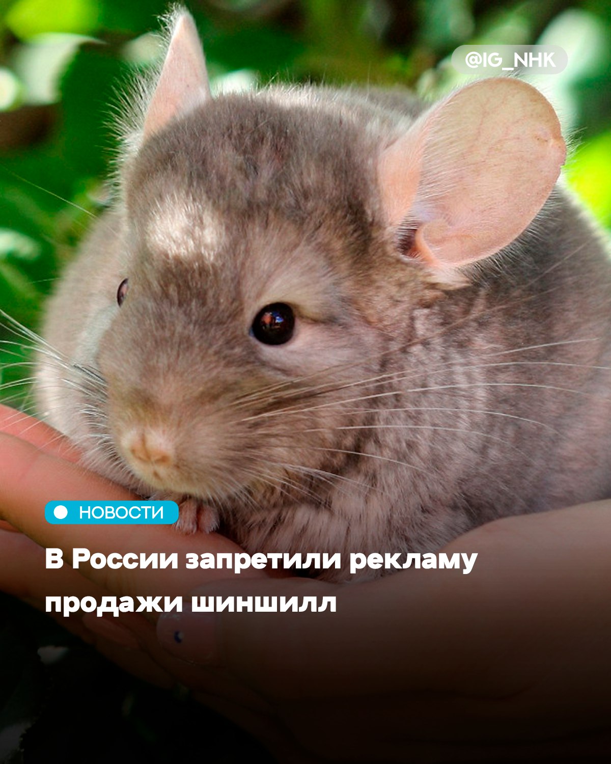 Столичный суд запретил распространять рекламу о продаже шиншилл поскольку животные занесены в Красный список Международного союза охраны природы Об этом написало РИА Новости Шиншиллы признаны вымирающим видом Согласно российским законам ведущая к сокращених их численности деятельность запрещена Как оказалось речь также об объявлениях о продаже грызунов в качестве питомцев Суд посчитал что такие сообщения должны быть запрещены Они как отметили в суде часто не содержат данных о происхождении животных и могут формировать спрос что в свою очередь способствует незаконному обороту Шиншиллы грызуны типичные для пустынных высокогорных районов Чили Перу Боливии и Аргентины Они одомашнены в 1919 году Искусственное разведение этих животных позволило увеличить мировую популяцию но она по прежнему мала В СССР первая шиншилловодческая ферма появилась в 1960 году Источник Афиша Daily