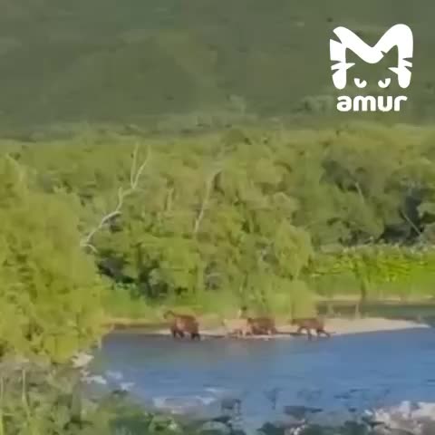 На Камчатке обнаружен редкий медвежонок с необычной окраской