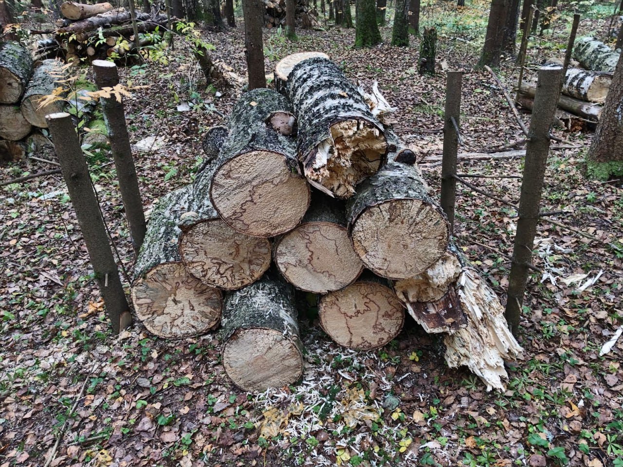 В лесном массиве у села Абрамцево завершена уборка неликвидной древесины.  В Хотьковском участковом лесничестве санитарно-оздоровительное мероприятие выполнили на площади 22,2 га. Части стволов деревьев и кустарников, лежащие на земле, распилены и собраны в поленницы, ограниченные кольями.   Исполнителем работ является МУО-Сергиево-Посадский филиал ГАУ МО «Центрлесхоз». Уборка неликвидной древесины проведена с целью улучшения санитарного состояния лесного массива и санитарно-оздоровительных функций насаждений.   Инженер по охране и защите леса 1 категории Сергиево-Посадского филиала ГКУ МО «Мособллес» Ирина Медова сообщила, что в общей сложности на территории Сергиево-Посадского лесничества мероприятие по уборке неликвидной древесины проведено на площади 208,1 га.