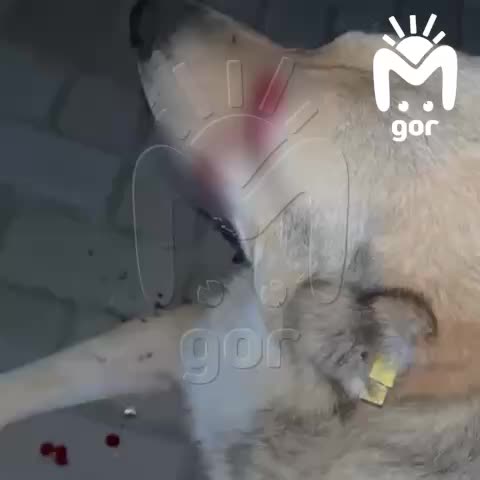 В Северной Осетии подросток выстрелил собаке в глаз, полиция начала расследование