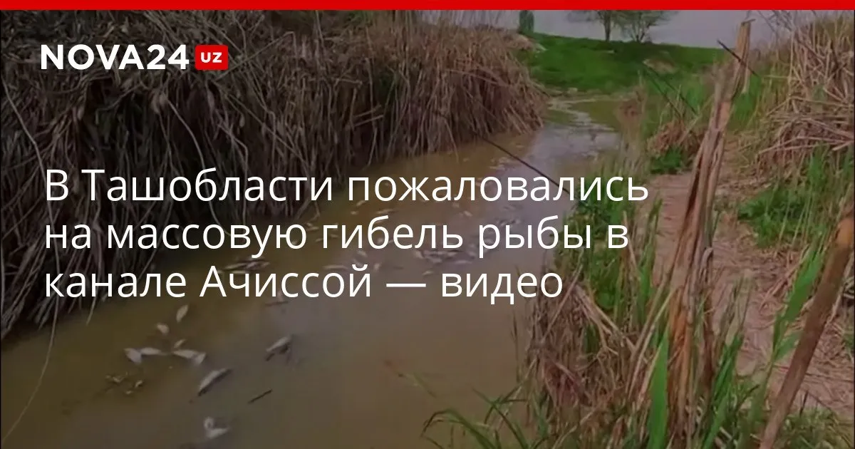 В Ташобласти пожаловались на массовую гибель рыбы в канале Ачиссой видео Сотрудники Нацкомитета по экологии нашли виновника nova24 uz 328877 YouTube Instagram Telegram