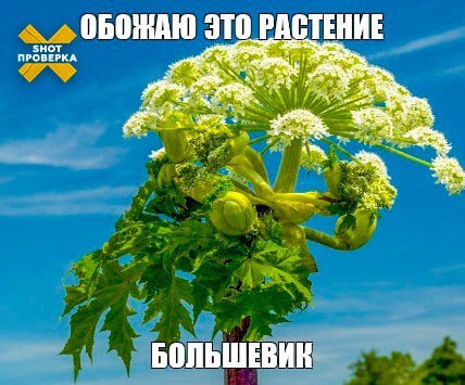 Штраф за сорняк до 1 миллиона рублей. В России будут наказывать за борщевик на участке  Из-за невероятной скорости распространения борщевика Сосновского теперь владельцев дачных участков обяжут заниматься ликвидацией опасного растения. Ядовитый сорняк нетребователен к почве, поэтому выживает даже в самых неблагоприятных условиях. Активная фаза роста борщевика длилась до 20-х чисел июня.  В Подмосковье штрафы для физлиц составят 2–5 тысяч рублей, должностных лиц — от 20 до 50 тысяч рублей, юридических лиц — от 150 тысяч рублей до 1 миллиона.  Борщевик Сосновского смертельно опасен из-за своего сока. Попадая на кожу, сок провоцирует сильнейшие ожоги от первой до третьей степени. Растение также может вызвать затруднение дыхания, привести к слепоте, аллергическому шоку и летальному исходу.    Подписывайтесь