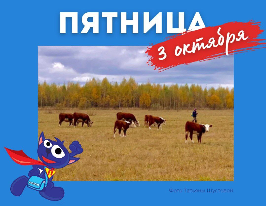 Начнем этот день с обзора новостей В Оричевском районе охотник добыл огромного волка В Кирове поймали енотовидную собаку несколько дней бродившую по городу Появились подробности ДТП с велосипедистом в Кирове Кировчанка возмущена обстановкой в общественном транспорте Собачья жизнь в Кирове собрали всю информацию о новых площадках для выгула собак Сотни кировчан снова собрались у фонтана в парке имени Кирова Не стало ветерана органов прокуратуры Кировской области Александра Нелюбина На улице Щорса произошла авария с участием мотоциклиста Участвуйте в розыгрыше 10 000 рублей ДайджестПГ