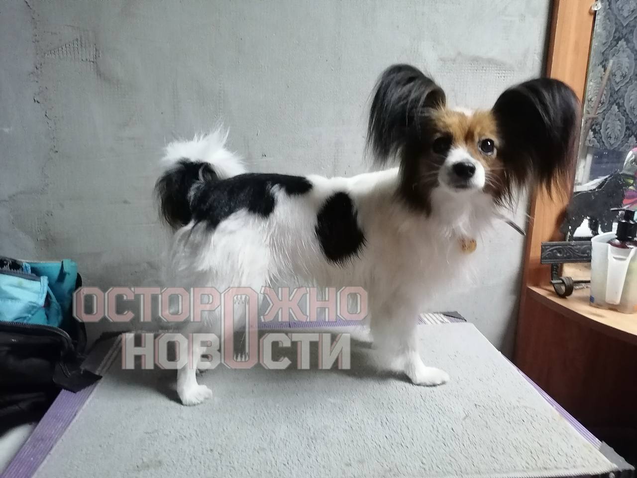История Твикса повторяется В Воронежской области пять дней ищут собаку Шуру Животное пропало во время перевозки поездом Новороссийск Екатеринбург 5 сентября на станции Поворино проводник открыл купе и выпустил собаку Шуру видели на камерах вокзала в первые минуты после побега однако поиск начался слишком поздно проводники скрыли факт пропажи и сообщили об этом лишь спустя время сообщают Осторожно новости Сейчас питомца ищут волонтёры и неравнодушные жители Большой воронежский Подписаться