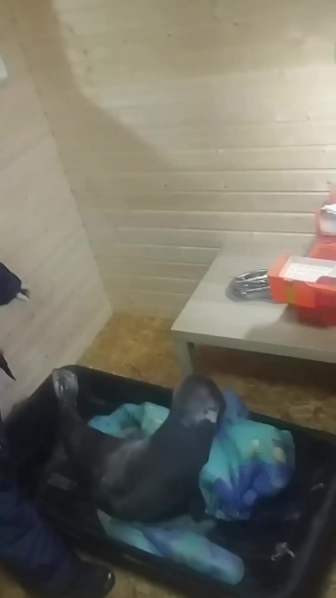 В Териберке спасён раненый тюлень благодаря слаженной работе специалистов