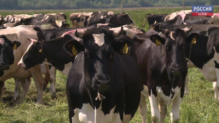По данным Псковстата в январе ноябре 2025 года в хозяйствах Псковской области произведено 417 5 тыс тонн скота и птицы на убой Этот показатель остался на уровне прошлого года При этом производство молока увеличилось на 3 1 и достигло 220 4 тыс тонн Было произведено 75 5 млн яиц Сельскохозяйственные организации региона занимают лидирующие позиции в Северо Западном федеральном округе по производству скота и птицы составляя 39 4 от общего объема производства в СЗФО за указанный период