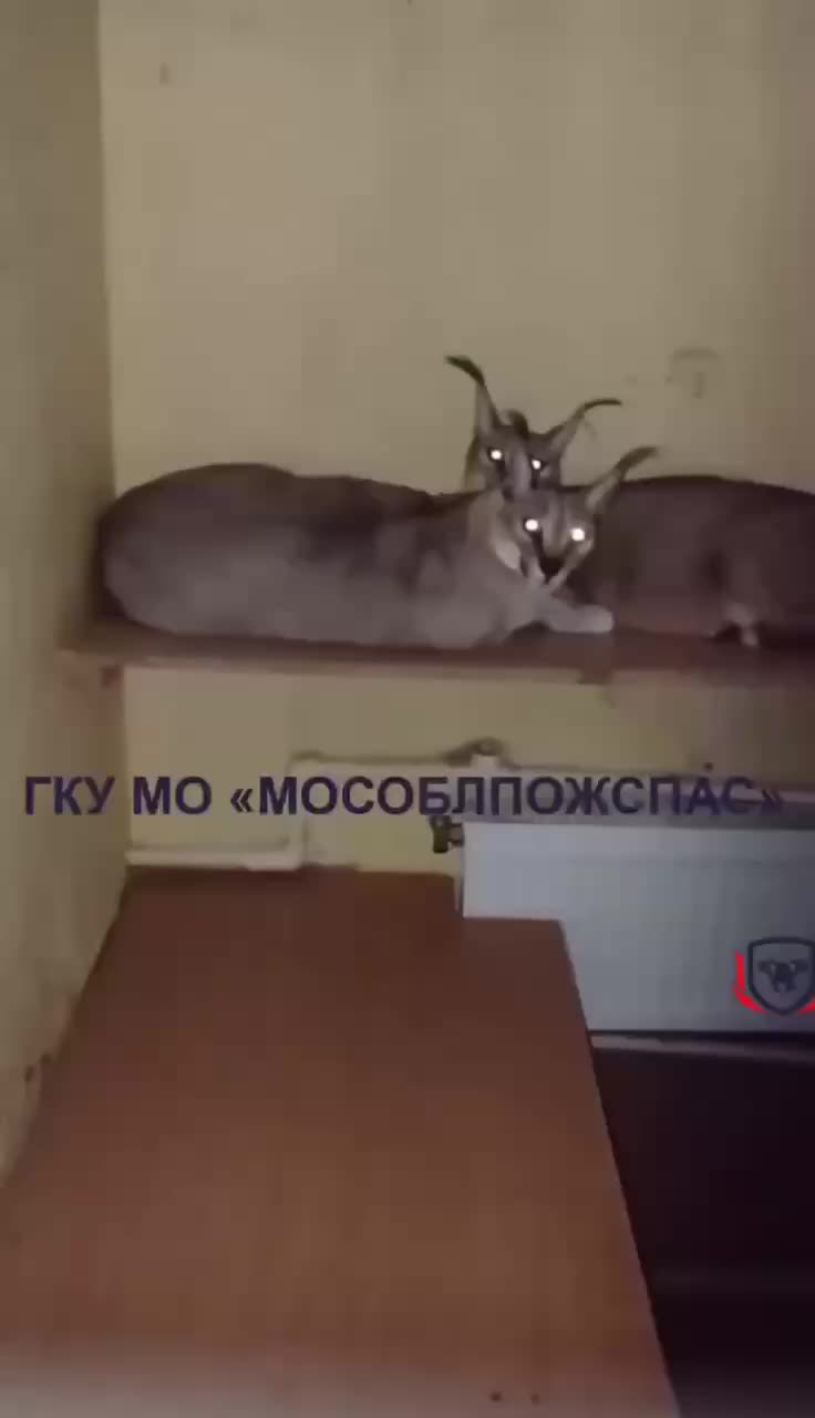 Спасение десяти породистых кошек из пожара в Химках