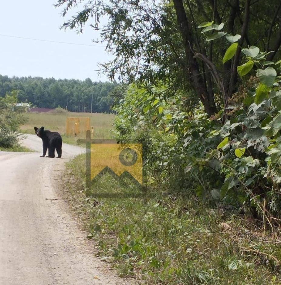 Медведя отстрелили в Березняках Молодой хищник бродил по селу и неоднократно приходил на придомовые участки. "Вчера вечером, 25 июля, приехали охотоведы, запустили дрон, выследили мишку и ликвидировали", — рассказала нам местная жительница Полина.