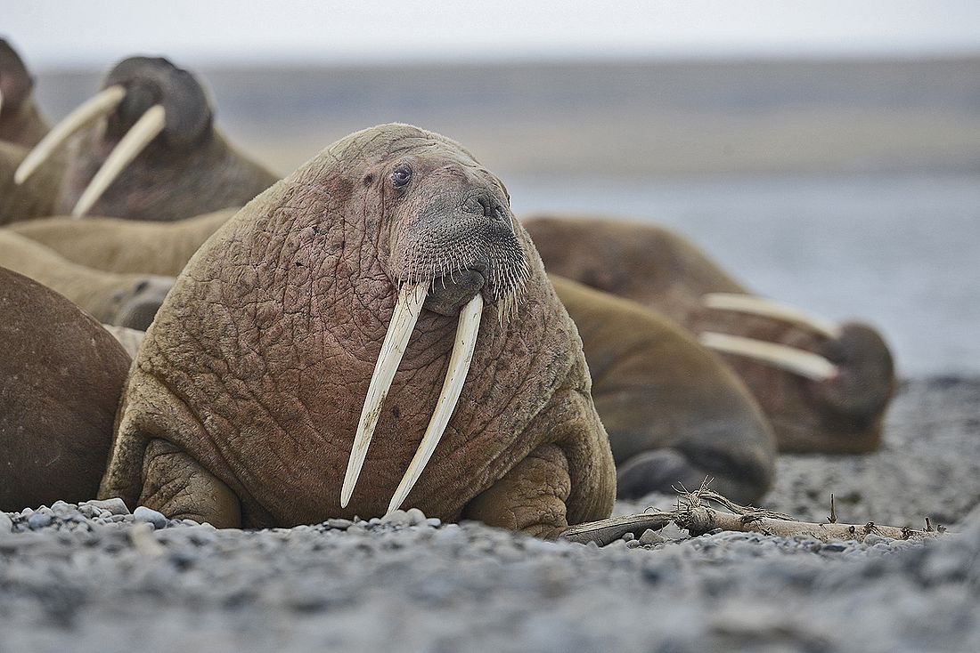 24 ноября в России отмечают День моржа Праздник появился в 2008 г по инициативе Всемирного фонда дикой природы и Совета по морским млекопитающим Его цель привлечь внимание к сокращению популяции моржей и проблемам с которыми сталкиваются эти животные на севере В России у даты есть и другое значение Любители зимнего плавания именно в этот день открывают сезон купания в холодной воде На водоемах проходят массовые заплывы и соревнования В разных городах начинают работу клубы зимнего плавания