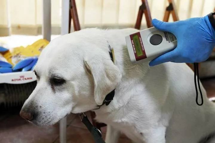 В Приморье проведут рейды по выявлению животных, не имеющих законной регистрации —  а именно, чипа  8 июля в Арсеньева специалисты проверят дворы многоквартирных домов от улицы Жуковского до улицы 9 Мая. Также рейды запланированы 15, 22 и 29 июля.  Владельцы должны чипировать и регистрировать своих питомцев. Штраф за отсутствие регистрации составляет от 2 до 3 тысяч рублей  График работы административных комиссий в июле также формируются во Владивостоке, Уссурийске и Пограничном округе.     Админу