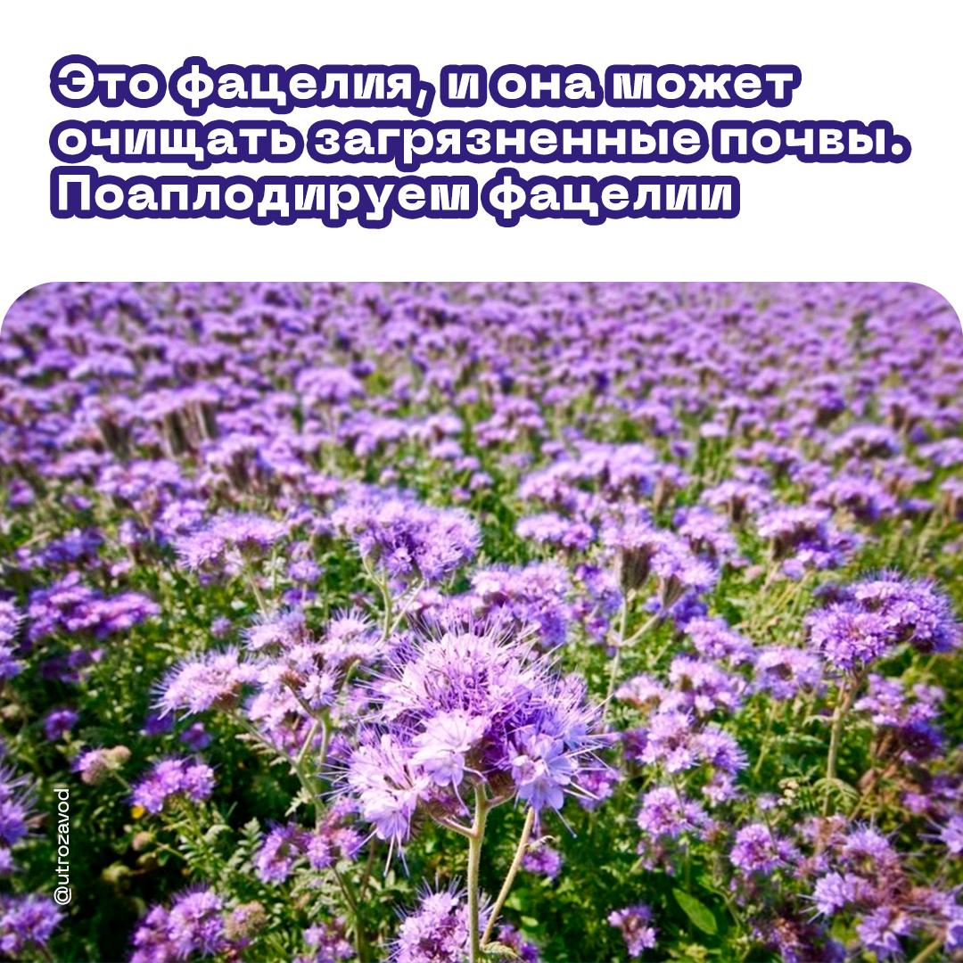 Ученые из Перми нашли в фацелиях и злаковых травах спасение Не для себя а для сильно загрязненных нефтедобычей почв Их эксперименты подтвердили что такие культуры обеспечивают снижение концентрации в почвах вредных веществ нефтепродуктов тяжелых металлов солей до 40 Россия сегодня является второй страной в мире по объемам нефтедобычи но с экологией дела плохи Инновация пермских ученых позволит нивелировать негативные эффекты при добыче нефти По крайней мере мы очень надеемся на это