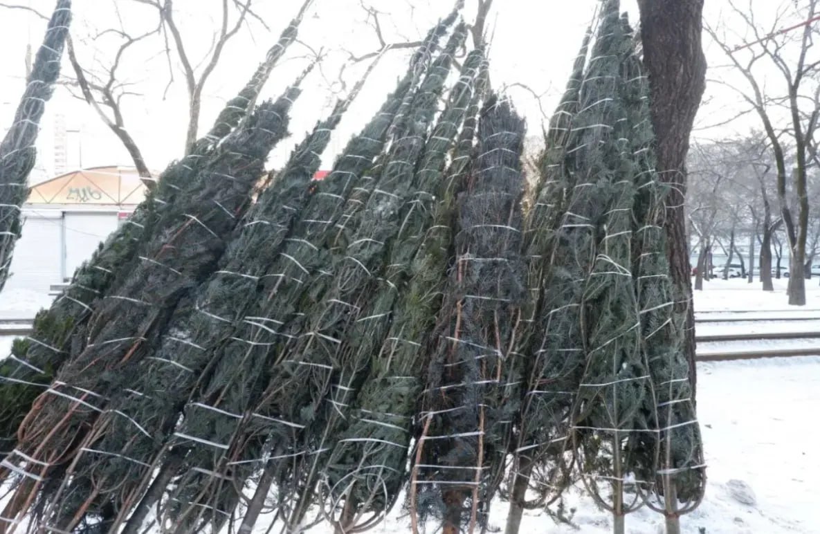 Обитателей зоосада Приамурский в Хабаровске подкормили конфискованными ёлками Обычно зоосад Приамурский в пригороде Хабаровска после праздника объявляет акцию по сбору хвойных деревьев которые служат витаминной добавкой для животных Однако в этот раз угощение причем в большом объеме они получили за несколько дней до Нового года В городе сейчас работают елочные базары Торгуют новогодними деревьями на специально отведенных для реализации площадках в этом году востребованными оказалось восемь Однако некоторые занимаются продажей нелегально это устанавливается в ходе рейдов Во время одного из рейдов сотрудники управления торговли питания и бытового обслуживания администрации Хабаровска посетили точку продажи елок на улице Трехгорной это место тоже было определено как официальная площадка для реализации елок но никто из предпринимателей на это место не заявился Однако один из предпринимателей начал вести здесь продажу У него не оказалось необходимых документов товарно транспортной накладной которая подтверждает законность вырубки елей фитосанитарный контроль свидетельствующий что ели не заражены болезнями копии свидетельства госрегистрации предпринимателя или юрлица С места продажи новогодние деревья изъяли и передали в зоосад Приамурский todaykhv