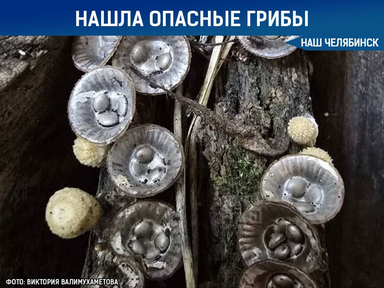 Под Челябинском нашли опасный гриб  Жительница посёлка Новосинеглазово обнаружила у себя на даче необычный и очень опасный гриб. Это гнездовка полосатая, которая внешне напоминает маленькую тарталетку.  Будьте внимательны: он несъедобен и может вызвать серьёзное отравление, а также галлюцинации.