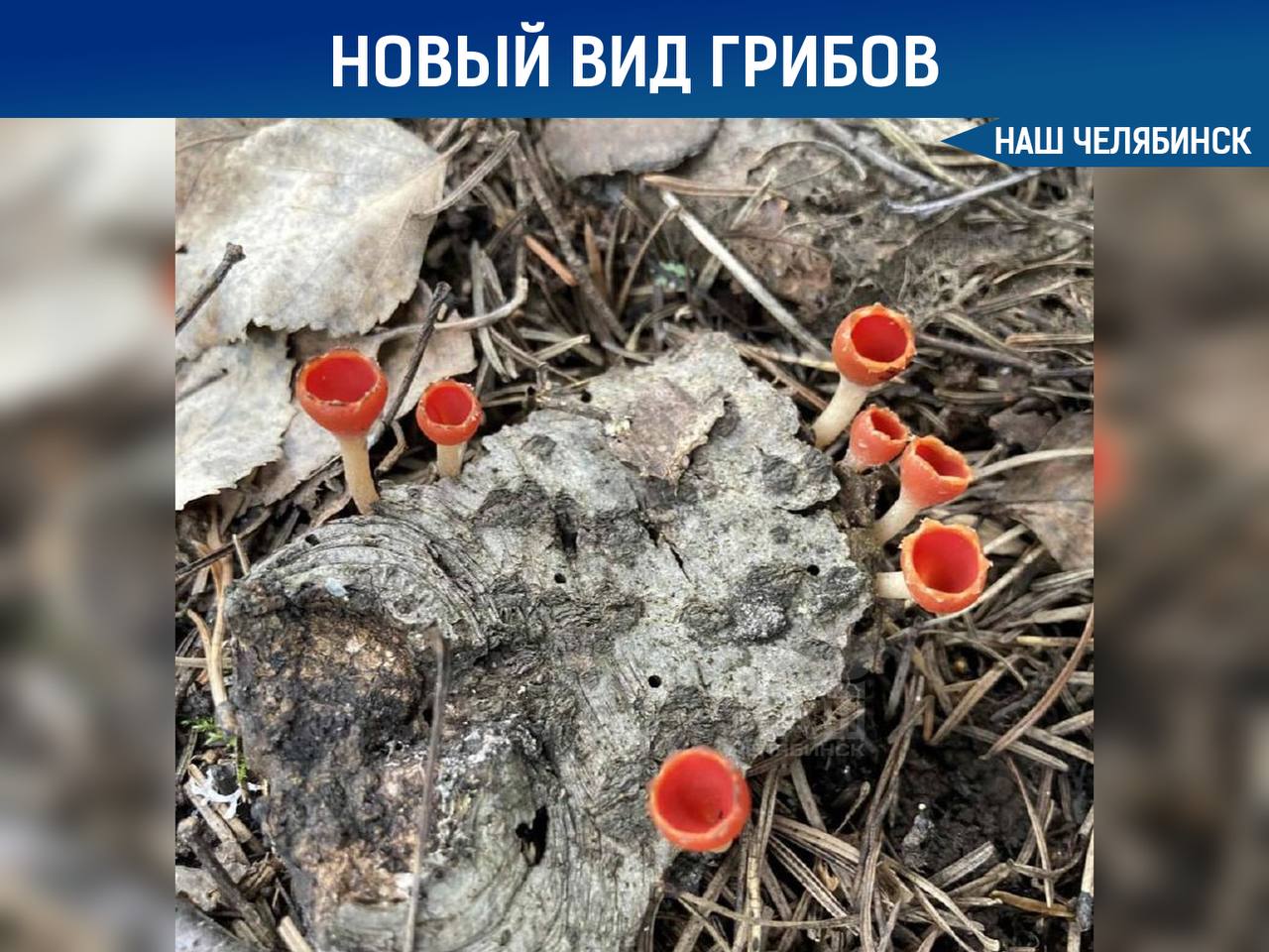  В нацпарке «Таганай» был найден новый вид грибов После таяния снега специалисты обнаружили вытянутую микростому. Этот гриб стал 659-м видом, зарегистрированным в нацпарке. Хотя о съедобности микростомы говорить не стоит, она также не относится к ядовитым грибам.