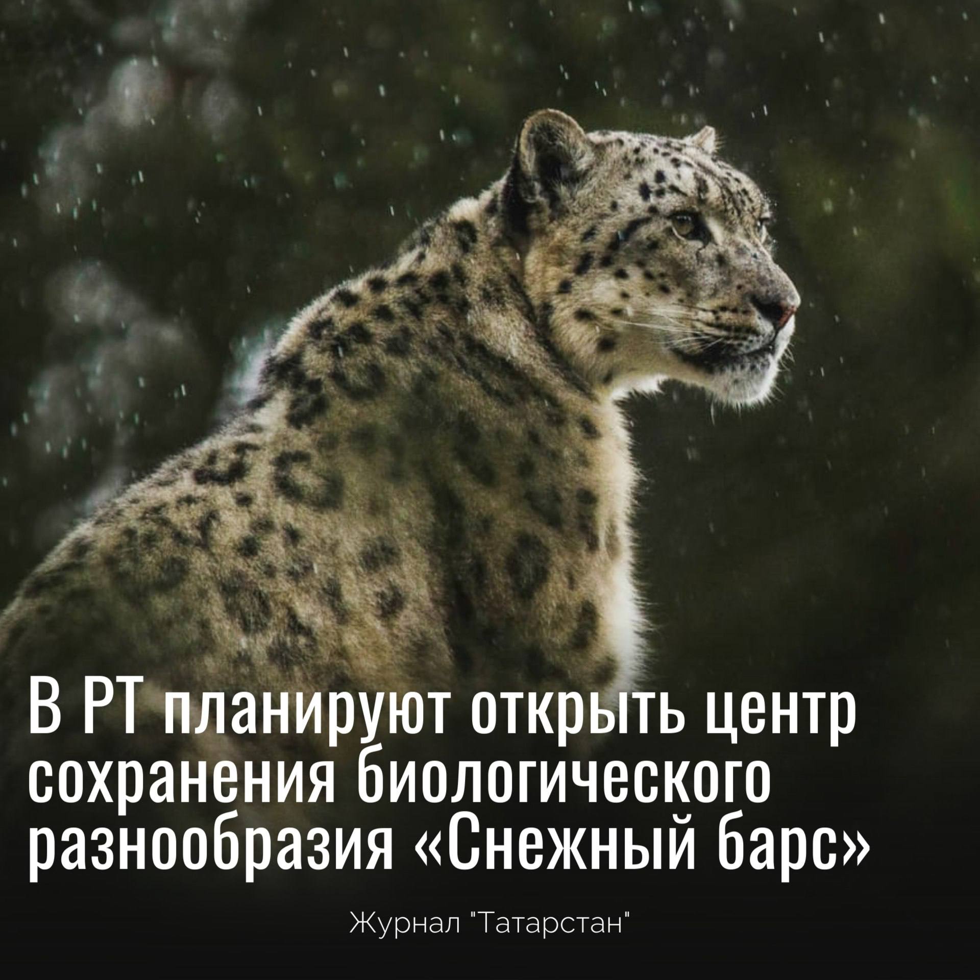 В Татарстане появится центр сохранения снежного барса  В РТ планируют создать научно-исследовательский центр «Снежный барс» для изучения и защиты этих редких животных. Проект постановления уже проходит антикоррупционную экспертизу.  Что будет делать центр?   Изучать и сохранять популяцию ирбисов   Создавать криобанк генетического материала   Разрабатывать методы оценки здоровья животных   Сотрудничать с учеными, властями и экоорганизациями   Развивать экопросвещение и экотуризм  Снежный барс — символ Татарстана, изображенный на гербе республики.  Напомним: в 2022 году по инициативе Рустама Минниханова аналогичный центр открыли в Алтае. В 2025-м туда завезли первых барсов — Батыра, Жаниша, Умай и Кисуню.  ​​​   Защита ирбисов соответствует целям нацпроекта «Экологическое благополучие».  Журнал «Татарстан»