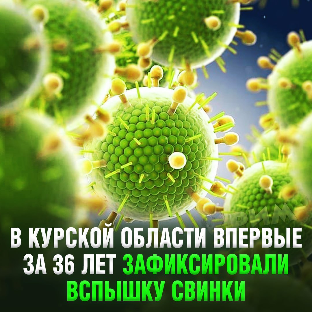 Вспышка свинки впервые за 36 лет произошла в Курской области — удар пришёлся на город Железногорск  Глава местного отдела Роспотребнадзора Юрий Сирота заявил, что заболевшие не вакцинировались по религиозным соображениям.  Теперь сразу три школы населённого пункта отправлены на дистанционное обучение.    Рифмы и Морген