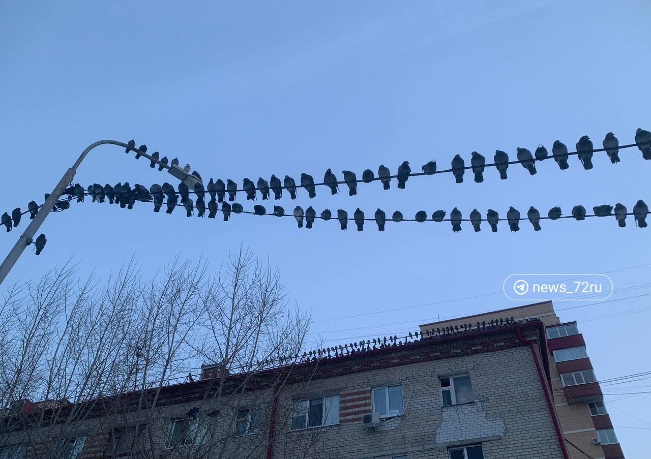 Пока с улиц начинают потихоньку убирать новогодние гирлянды, в городе появились новые — из птиц.  Голуби просто облепили провода. Главное, чтобы не произошел обрыв сети.