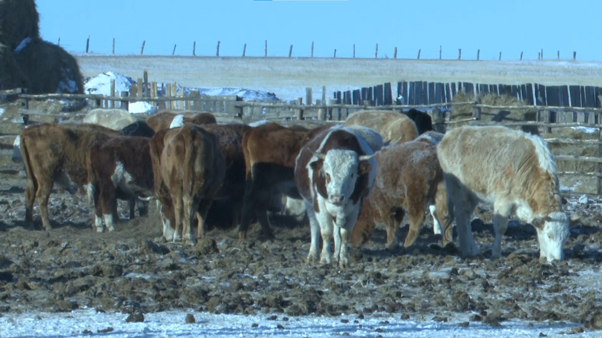Как проходит зимовка скота в Агинском Бурятском округе В Агинском Бурятском округе ответственный для животноводства период зимовка проходит организованно Животноводы заготовили необходимый запас кормов На стоянке Евгения Кобылина к примеру содержатся около 150 голов крупного рогатого скота и более 60 лошадей племкооператива Боржигантай Могойтуйского муниципального округа