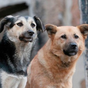 В Иркутской области предлагают усыплять собак проявляющих агрессию Такая мера содержится в проекте закона об обращении с бездомными животными от Ассоциации муниципальных образований региона Причинами для усыпления также значатся необходимость прекращения физических страданий нежизнеспособного животного и обнаружение у него признаков опасных для человека болезней Подчеркивается увеличение количества нападений безнадзорных собак на жителей Иркутской области Если в 2020 году фиксировались 3403 случая укусов из них 971 случай укуса детей то в 2024 ом их было уже 4041 и 1394 соответственно В 2025 году отмечены 3782 таких случая на территории региона зафиксированы 11 411 бездомных собак данные на 1 декабря Подписаться на канал