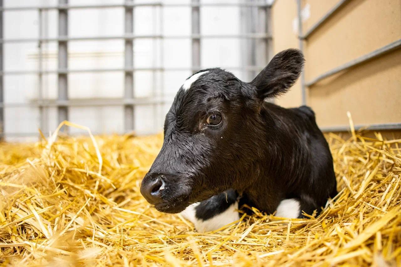 Компания Прогресс Агро вывела двух клонированных телят на Кубани Компания Прогресс Агро вывела двух клонированных телят Милку и Искорку на ферме Рассвет в Краснодарском крае Милка весит 32 5 килограммов что соответствует норме для новорожденных телят Искорка весит 56 килограммов Специалисты получили всех телят методом ручного клонирования из клетки высокопродуктивной коровы голштинской породы Лаборатория создала более 400 эмбрионов клонированных быков пород джерси и герефорд progressagro АПК Наука