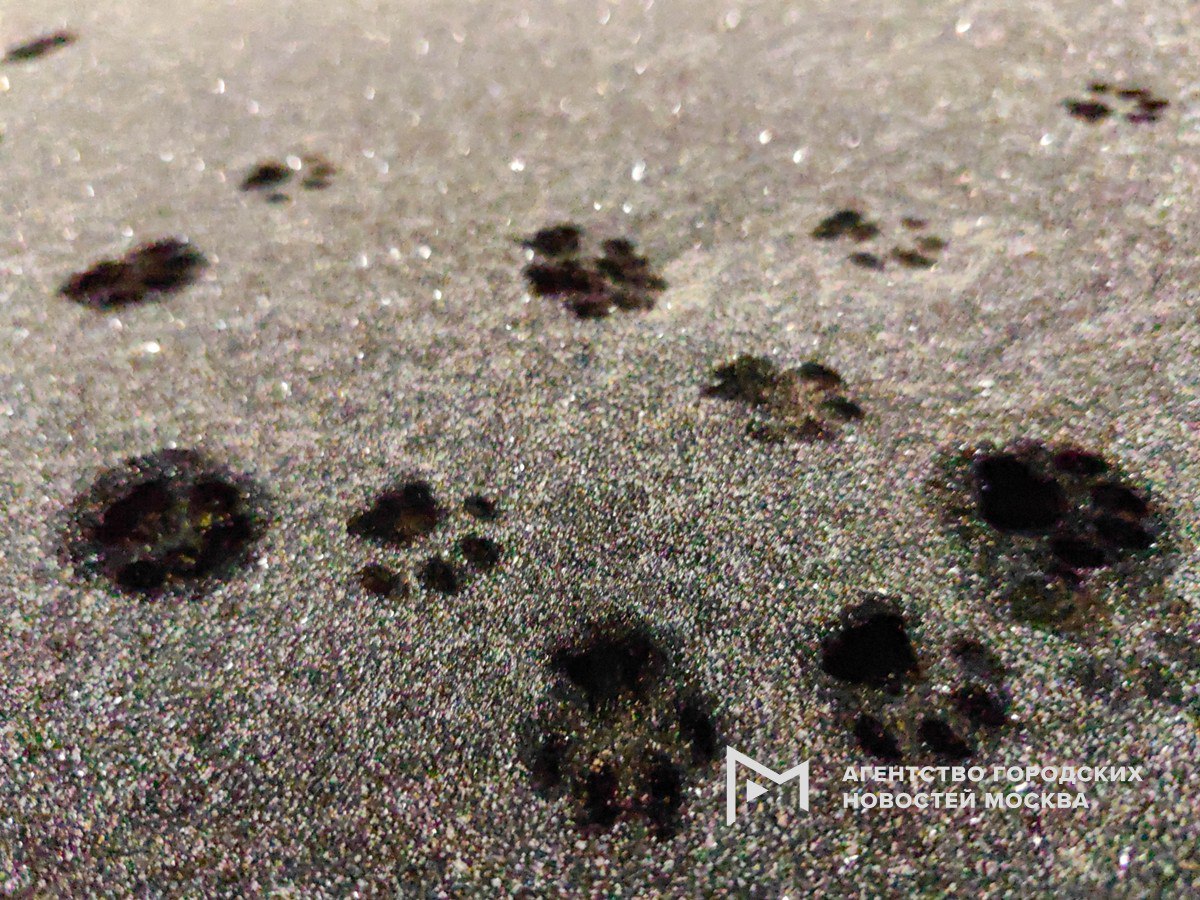 Первые в декабре заморозки зафиксированы в Москве минувшей ночью на ВДНХ было 0 3 а в Бутово 1 2 Предстоящей ночью также ожидается небольшой мороз до 2 сообщил синоптик Михаил Леус Подпишись на Агентство Москва Мы в МАХ