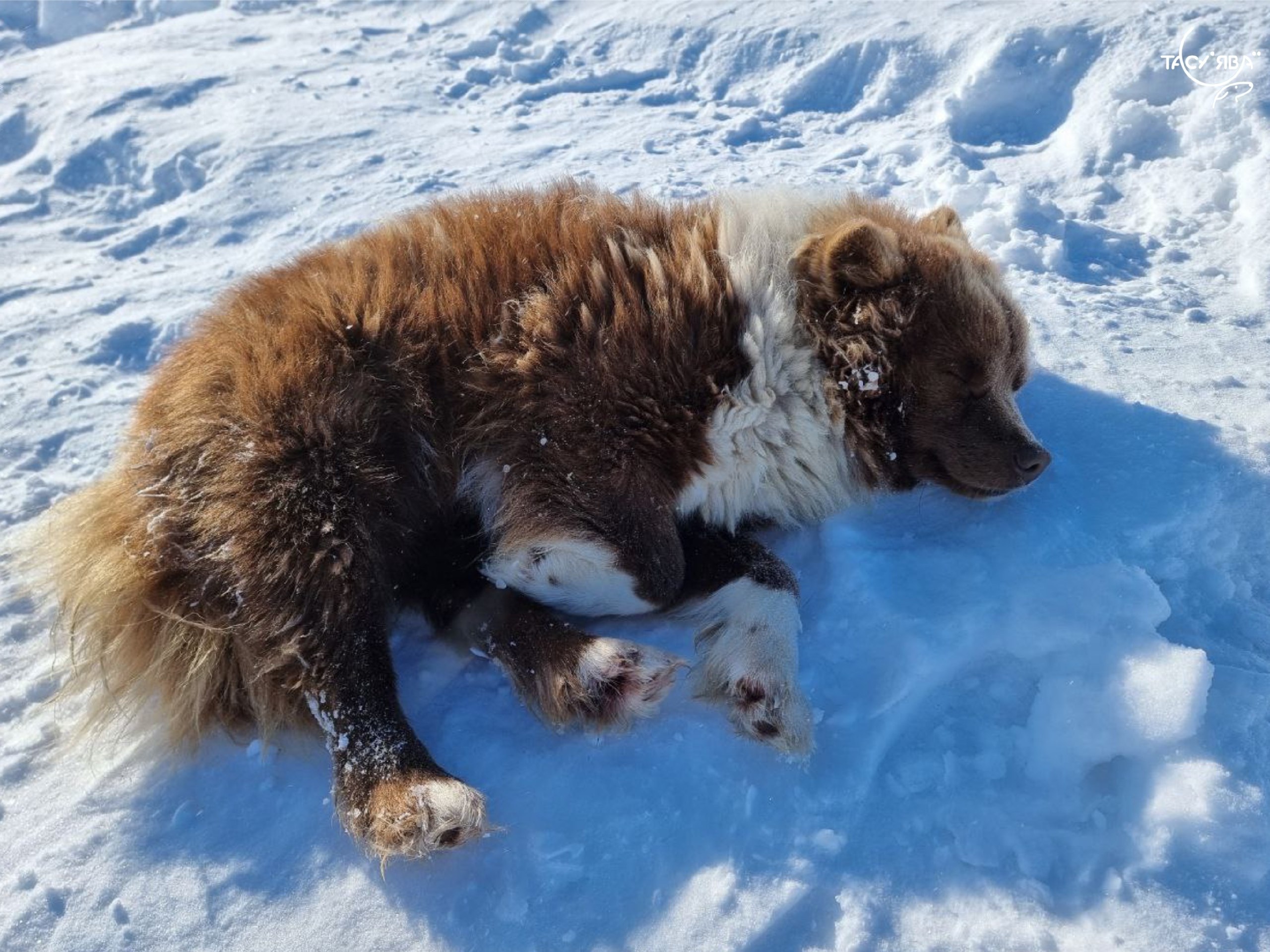 Вниманию жителей Тазовского района информация об отлове животных В районном центре специализированная служба проводит плановый отлов безнадзорных животных по заявкам жителей который продлится по 20 февраля К этой категории относятся собаки и кошки находящиеся на улицах и в общественных местах без владельцев в том числе на самовыгуле В приоритетном порядке отлавливаются животные проявляющие агрессию или создающие угрозу безопасности людей Заявки на отлов принимаются по телефону 7 34940 2 47 15 доб 292 299 Напоминаем владельцам питомцев  Самовыгул запрещен законом Если ваше домашнее животное будет отловлено все расходы отлов транспортировка содержание ложатся на вас  За несоблюдение правил выгула предусмотрена административная ответственность и штрафы Ограничьте бесконтрольный выгул своих питомцев Пожалуйста будьте ответственны за тех кого приручили Подписывайтесь на нас в MAX