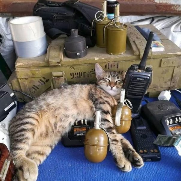 В России предложили ввести праздник в честь фронтовых котов. С такой идеей выступила депутат Ольга Мухометьярова. По ее словам, коты играют важную роль на фронте - борются с грызунами на позициях и положительно влияют на психику солдат. Про праздник не знаю, но загадочную связь котов с русской цивилизацией нам, вероятно, еще предстоит осмыслить.