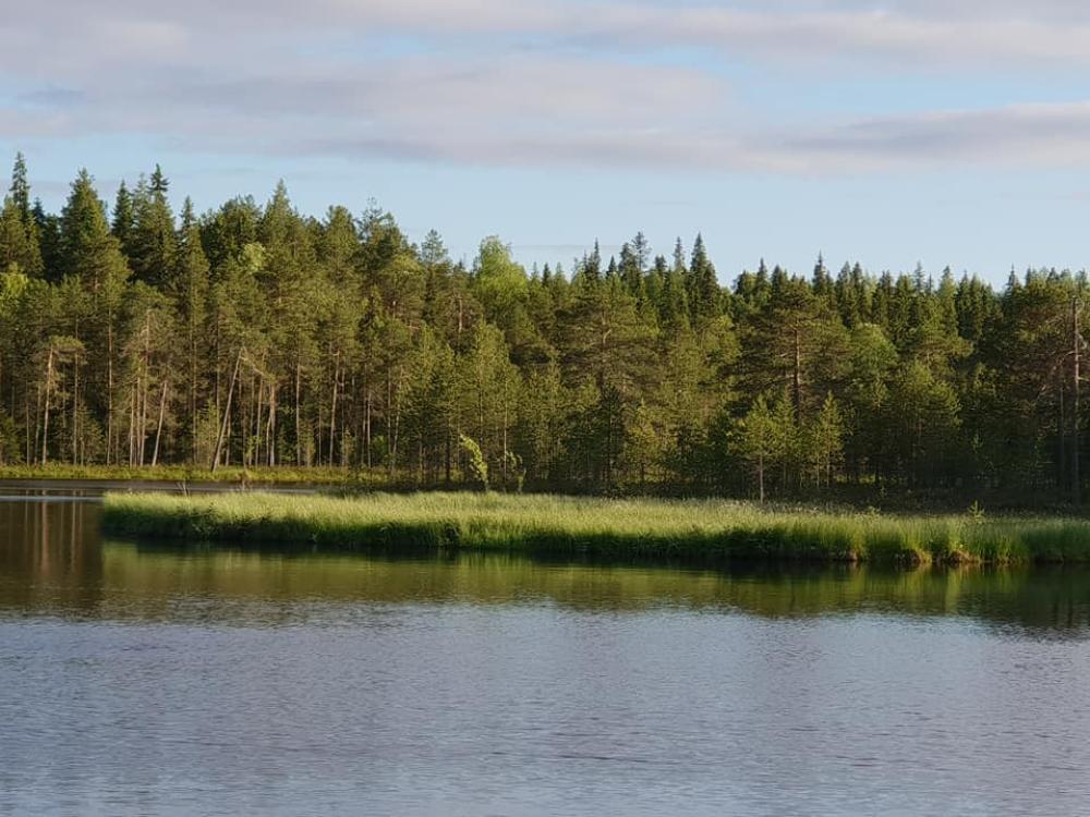 Всё вредное с Запада американский клён приравняли к борщевику и наложили санкции Американский клён приравняли к борщевику россиянам не приступившим к ликвидации грозит штраф в 700 тысяч рублей Рослесхоз продолжает бдить в ведомстве не лень же разработали очередной проект со списком инвазивных или чужеродных растений Рослесхозовские головы полагают что ясенелистный клён и борщевик Сосновского должны быть признаны вредными растениями для российских лесов и вырублены Эксперты полагают что регламент по борьбе с чужеродными растениями и всяческой инвазивностью разработан в рамках вступающего 1 марта в силу закона Теперь гражданам которые не желают изводить определённые чиновниками растения грозит штраф до 700 тысяч рублей