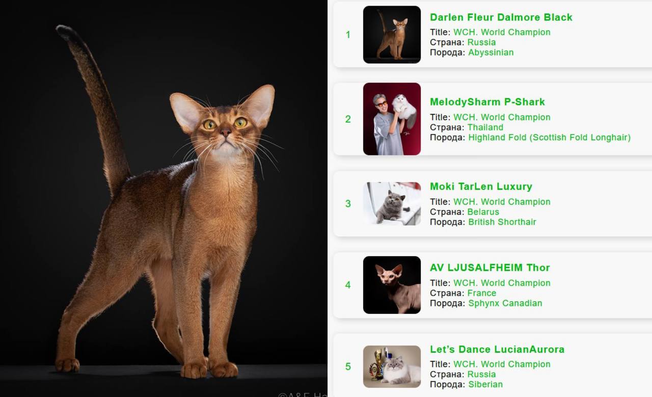 Кот из России признан ЛУЧШИМ в мире он занял первое место в рейтинге котов 2025 года Абиссинец с роскошным именем Darlen Fleur Dalmore Black обошел всех конкурентов и официально стал главным усатым планеты Он набрал почти 20 тысяч баллов оставив позади соперников из Таиланда Беларуси и Франции Кстати в топ 5 залетел еще один наш пушистый сибирский кот