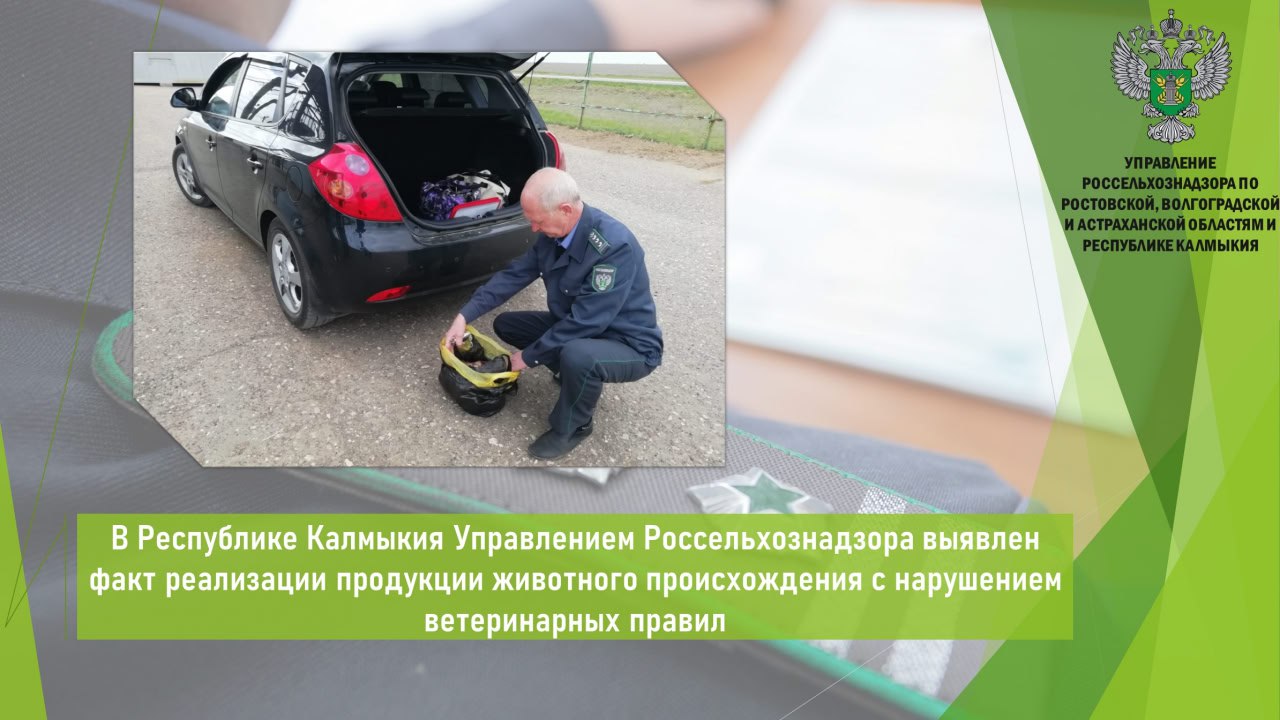 Управлением Россельхознадзора в июне совместно с сотрудниками полиции при проведении выездных обследований мест стихийной реализации животноводческой продукции в Городовиковском районе Республики Калмыкия, установлены лица, осуществляющие реализацию продукции животного происхождения без ветеринарных сопроводительных документов.    Выявлено, что предприниматель осуществлял реализацию мяса  свинина, 30 кг  из багажника легкового автомобиля без ветеринарных сопроводительных документов. Аналогичные нарушения выявлены и на двух других торговых точках. Торговля мясом  свинины, 90 кг  велась предпринимателем и гражданином без каких-либо документов. Кроме того, предприниматель осуществлял реализацию мяса птицы в количестве 10 кг неизвестного происхождения.  Должностными лицами Управления по фактам нарушений приняты меры реагирования в рамках полномочий. В настоящее время на основании Федерального закона № 248-ФЗ гражданам и предпринимателям объявлены предостережения.    Открыть полный текст  #Ветеринарный_надзор