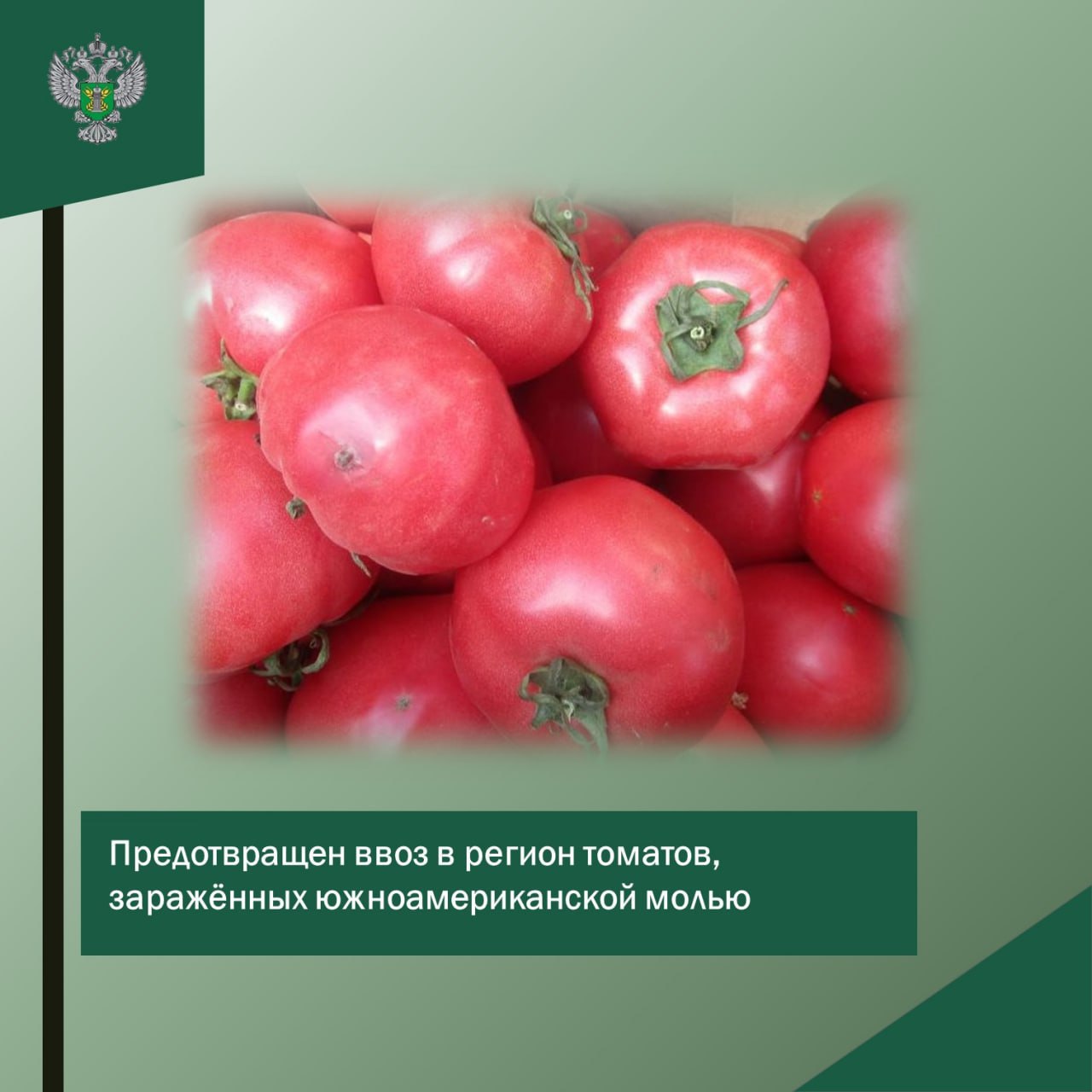 В Калининградскую область не пустили турецкие томаты, заражённые южноамериканской молью.   26 и 28 апреля марта сотрудниками Управления Россельхознадзора на ФКП СВХ «Сириус» проведен контроль за соблюдением фитосанитарных  мер при импорте трех партий томатов  44 т , поступивших из Турции.  «В томатах  22,5 т  выявлен карантинный вредный организм — южноамериканская томатная моль. Подтверждено лабораторными экспертизами Калининградского филиала ФГБУ «ВНИИЗЖ».         В целях недопущения распространения карантинного объекта на территории РФ выпуск зараженных томатов запрещен, по заявлениям собственников продукция направлена на обеззараживание.  Источник: Россельхознадзор региона