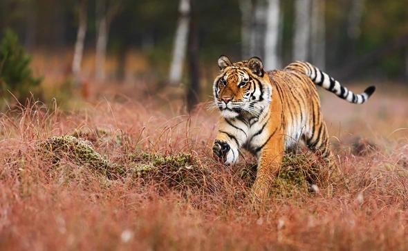Самая интересная часть визита Путина в Индию В Нью Дели он объявит он присоединении России к Международному альянсу больших кошек Международный альянс больших кошек IBCA это межправительственная организация Создана в 2023 году по инициативе Индии для совместных усилий по охране и защите семи основных видов больших кошек в мире На август 2025 года около 30 стран согласились присоединиться и несколько стран уже официально это сделали Несколько видов амурский тигр снежный барс ирбис дальневосточный и переднеазиатский леопарды обитают на территории России