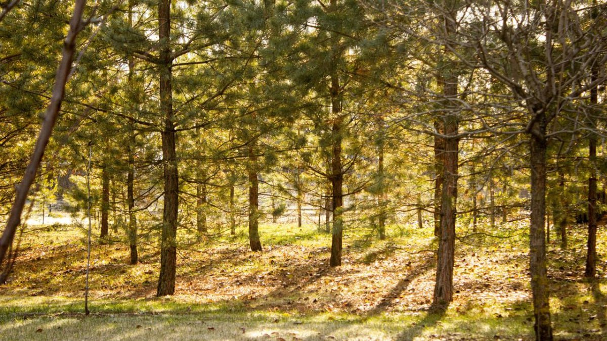 Самарские лесники заготовили более 10 тонн семян для восстановления лесов В рамках федерального проекта Сохранение лесов национального проекта Экологическое благополучие в Самарской области ведется заготовка семян для восстановления лесов в регионе В 2025 году планировалось заготовить семена дуба березы сосны ясеня и других пород в объеме более чем 7 тонн Однако к концу ноября лесники уже заготовили более 10 тонн семян сообщили в минприроды Самарской области Лесные управления перевыполнили задачу за счет заготовки сверх плана семян березы и желудей дуба Это хороший результат который позволит вырастить в питомниках столько посадочного материала сколько нам требуется для лесовосстановительных работ в последующие годы прокомментировал Артем Ефимов министр природных ресурсов и экологии Самарской области С наступлением заморозков начался сбор шишек сосны именно в это время они достигают оптимальной зрелости Заготовка ведется во всех лесничествах региона где есть хвойные насаждения В том числе и на территории специальной плантации Ново Буянского лесничества здесь на площади более 26 га растут хвойные деревья с хорошей наследственностью и соответственно их семена высокого посевного качества Выход семян составляет 1 Сейчас собрано почти 15 тонн шишек Ещё 4 тонны планируем заготовить до первых чисел декабря чтобы получить 190 кг семян Это полностью ручная и кропотливая работа Каждую шишку наши специалисты собирают именно с дерева проверяют целостность и форму Те что лежат на земле неровные и подпорченные лесными вредителями не подходят для заготовки добавил Артем Ефимов Собранные шишки направляются в Ново Буянскую сушильную станцию где в специальных печах и под определенной температурой происходит раскрытие шишек и выход самих семян Как и посевной материал других пород они партиями отправляются на экспертизу качества в Самарскую лесосеменную станцию Весной лесники высеют этот семенной материал в лесных питомниках области а через два года уже окрепшие саженцы пополнят лесной фонд региона В Самарской области площадь восстановления лесов ежегодно превышает площадь вырубленных и погибших насаждений Для воспроизводства лесов за 6 лет было выращено более 30 млн сеянцев основных лесообразующих пород а объем заготовленных для этого семян составил порядка 60 тонн В 2025 году по нацпроекту на территории гослесфонда было высажено более 850 гектаров и по результатам инвентаризации посадок прошлых лет переведены в покрытую лесом площадь 380 гектаров ГТРК Самара ГТРК Самара MAX lВК lОК lСАЙТ
