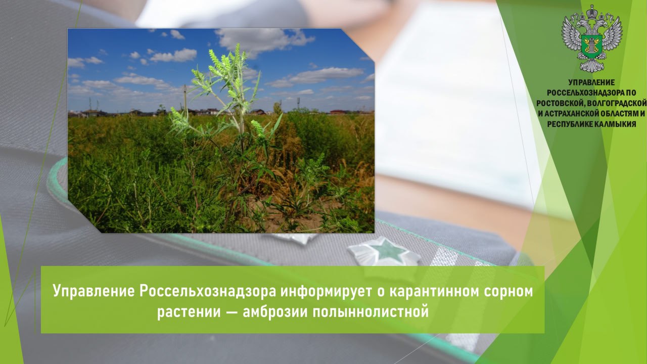 Управление Россельхознадзора информирует о карантинном сорном растении — амброзии полыннолистной Ambrosia artemisiifolia , которая является одним из наиболее опасных карантинных и трудноискоренимых сорняков. Пыльца амброзии мощнейший аллерген. В период цветения, который приходится на конец лета и начало осени, вызывает у миллионов людей приступы аллергического ринита, конъюнктивита, крапивницы и даже бронхиальной астмы. Регулярные мероприятия по уничтожению амброзии необходимо проводить в течении всего периода вегетации. Химический способ, агротехнические мероприятия борьбы являются одними из важнейших элементов снижения засорённости полей и дальнейшего роста урожайности возделываемых культур. Только повсеместная и эффективная борьба с амброзией обеспечит локализацию и ликвидацию данного опасного карантинного сорняка, что поспособствует восстановлению плодородия почв, улучшению здоровья людей и поможет создать благоприятную среду для проживания людей. Открыть полный текст #Карантин_растений