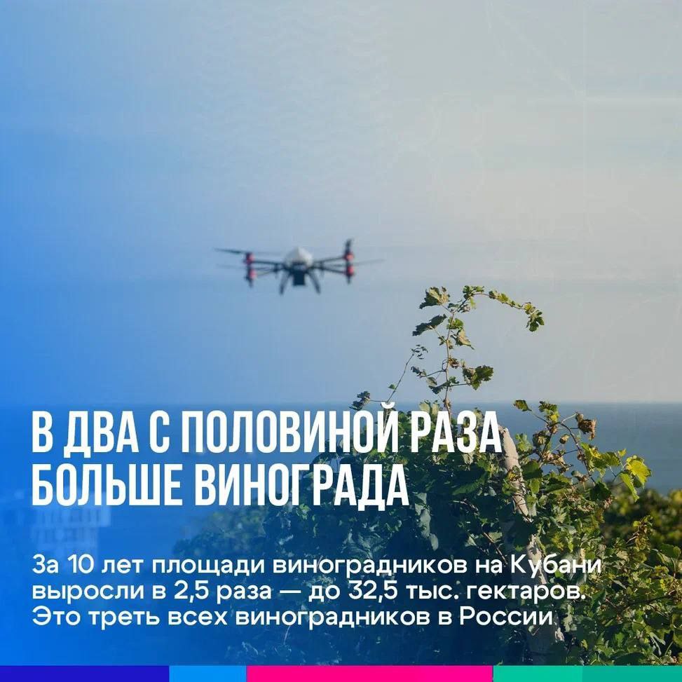 Кубанское вино: Десятилетие прорыва и признания За прошедшее десятилетие виноделие Краснодарского края достигло значительных успехов. Благодаря целенаправленной поддержке со стороны властей и личному участию губернатора Вениамина Кондратьева, отрасль демонстрирует высокие результаты: расширяются виноградные плантации, растут объемы производства и экспорта, набирает обороты винный туризм. В Курганинском районе виноградарство активно развивается с 2021 года, и уже сейчас общая площадь виноградников достигла 27 гектаров. Рассказываем, как Кубань стала главным винным регионом страны