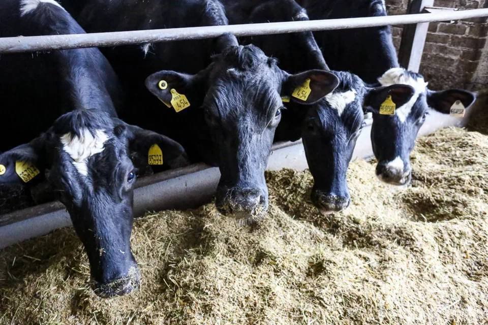 Запасы кормов выросли на 10 5 в Волгоградской области Данные опубликовал Волгоградстат В крупных сельхозпредприятиях Волгоградской области улучшилась обеспеченность кормами для животных К концу ноября 2025 года их запасы выросли на 10 5 достигнув 116 3 тысячи тонн Особенно выросли объемы концентрированных кормов до 63 8 тысячи тонн кормовых единиц что на 18 тысяч тонн больше чем годом ранее На каждую условную голову крупного скота приходится 7 8 центнера кормов что на 121 2 больше чем в прошлом году По наличию кормов в сельскохозяйственных организациях Волгоградская область занимает второе место в ЮФО сообщает Волгоградстат