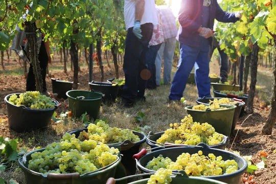 В Крыму прогнозируют снижение урожайности винограда на 15 18 сообщил Аксенов Всему виной весенние заморозки Тем временем на полуострове начали собирать урожай Ягоду убирают в Бахчисарайском Красногвардейском Нижнегорском и Ленинском районах jkinvest news jkinvest